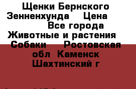 Щенки Бернского Зенненхунда  › Цена ­ 40 000 - Все города Животные и растения » Собаки   . Ростовская обл.,Каменск-Шахтинский г.